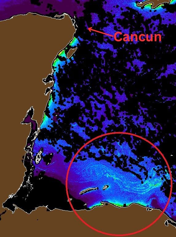 Seaweed Alert: 5,000 Square Kilometers Of Sargassum Heading To Mexican Caribbean