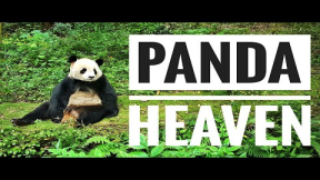 China's Panda Heaven | Panda Breeding Centre Chengdu