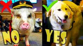 The End of Emotional Support Animals on US Airlines