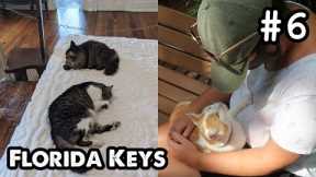 Florida Keys Pt.6: Ernest Hemingway Home & Museum, How Many Cats Can We Find?, Key West - ParoDeeJay