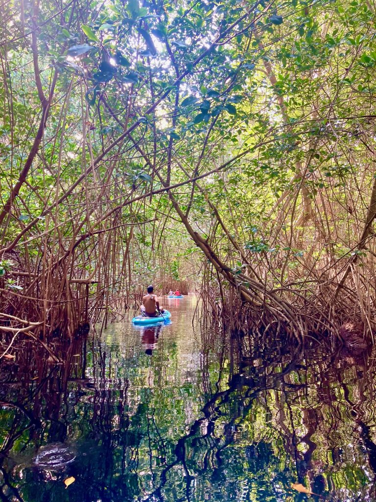 paddle boarding between mangroves