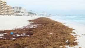 Cancun Forecasts Worst Seaweed Sargassum Season In The Last 5 Years 