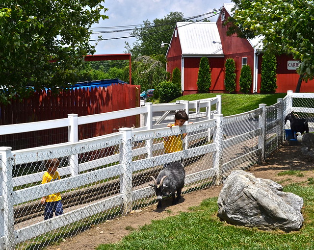 Farm Animals hershey's farm restaurant 