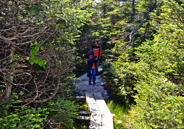 trails along Mount Mansfield Toll Road