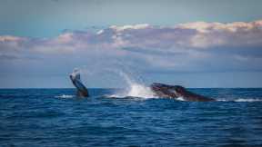 8 Tips for Whale Watching To Make Your Trip Hassle Free