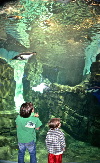 Sea World Orlando Florida - Penguins