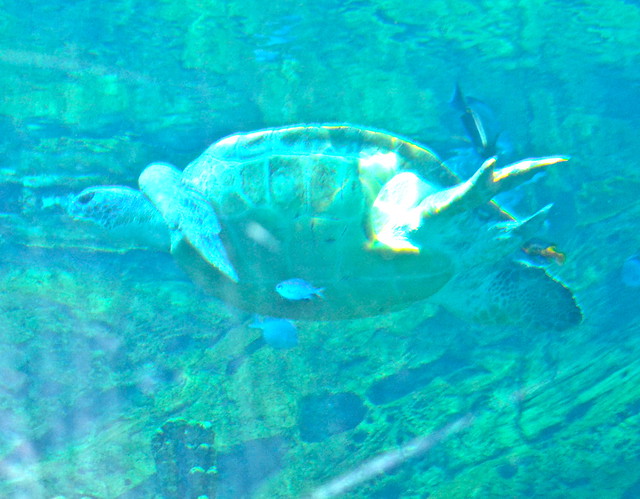 Sea World Orlando Florida - Sea Turtle