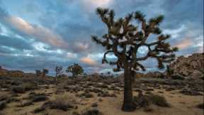 Best Hiking Trails in Joshua Tree National Park of Any Level