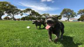 The Do’s and Don’ts of Dog Park Etiquette