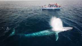 Top 6 Best Whale Watching in Los Angeles (+Tips)