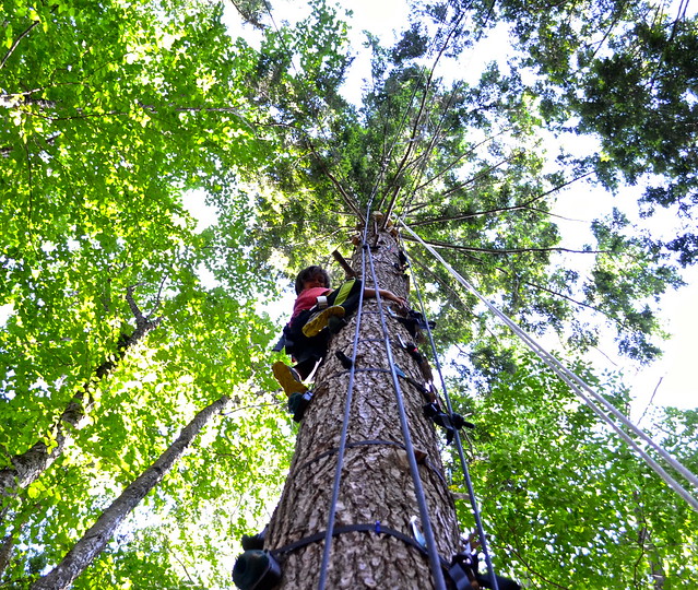 tree climbing course arbortrek canopy adventures 