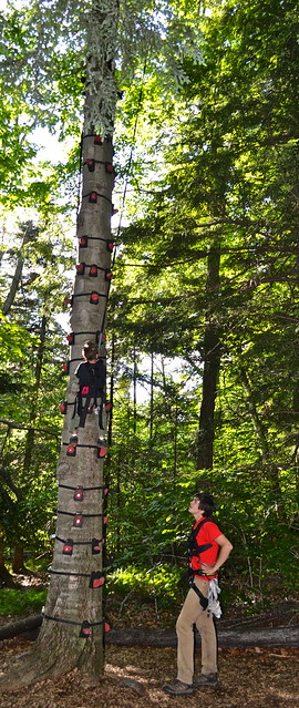 tree climbing obstacle course arbortrek canopy adventures vermont 