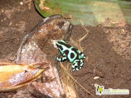 frog in monteverde costa rica