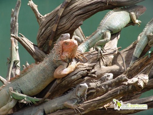 Iguanas in manuel antonio park Costa rica