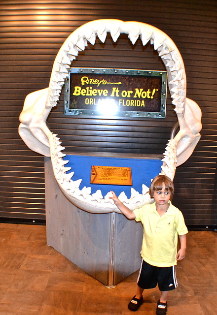 largest shark jaw at ripley's believe it or not! orlando orlando, fl 