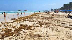 Playa Del Carmen To See 300 Tons Of Seaweed A Day In Upcoming Weeks, Say Officials