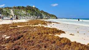 Tulum Braces For A Huge Seaweed Arrival This Week