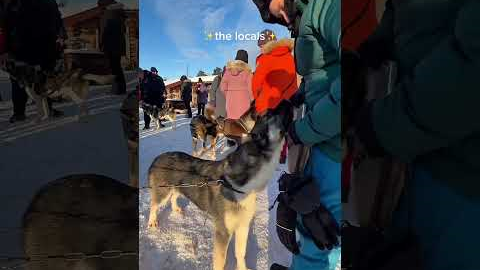 Big fan of the locals 🥰 #norway  #cruise  #cruisetok  #cruiselife #excursion #dogs #dogsled